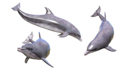 3d render dolphin sea creature