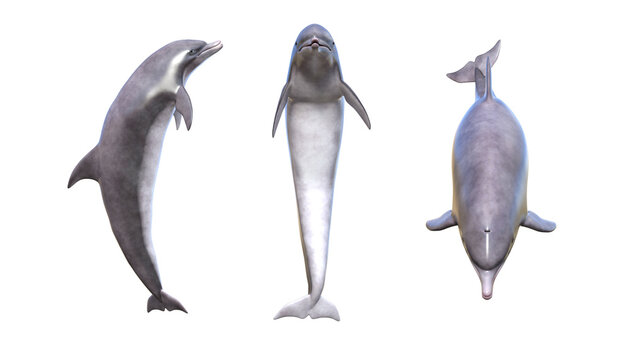 3d render dolphin sea creature