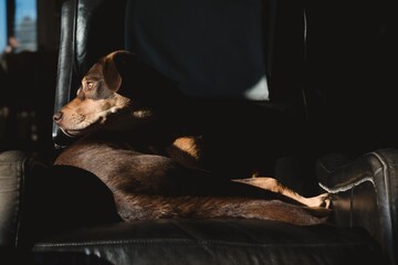 Brown and tan pet dog lounging in a leather recliner