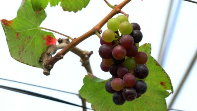 View of single bunch of colorful growing grapes hangin on branch of vine with leaves in a greenhouse.