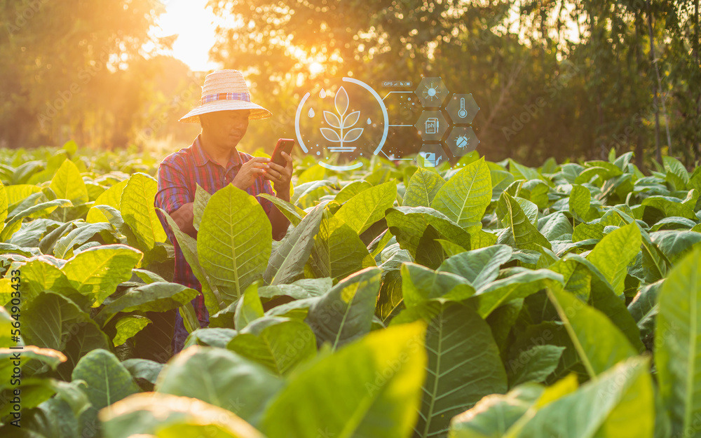 Poster farmer working in tobacco field and using smartphone with showing smart farming interface icons and 