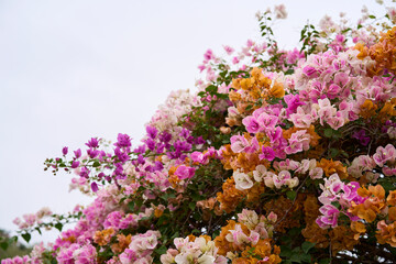 Closeup of colorful bougainvillea flowers in a flowerbed
