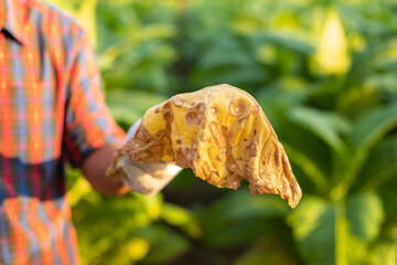 Asian farmer working in the field of tobacco tree and holding damage or wasted leaves after planting. disease in plants and agriculture Concept
