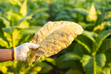 Asian farmer working in the field of tobacco tree and holding damage or wasted leaves after planting. disease in plants and agriculture Concept