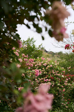 Closeup of colorful bougainvillea flowers in a flowerbed