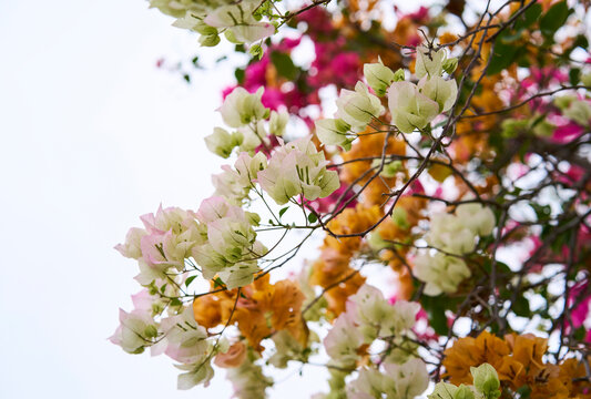 Closeup of colorful bougainvillea flowers in a flowerbed