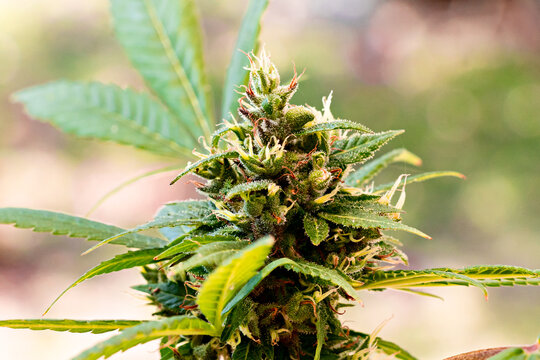 Close Up Of A Marijuana Flower