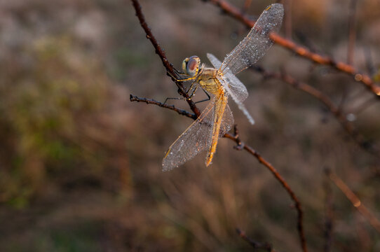 The dragonfly