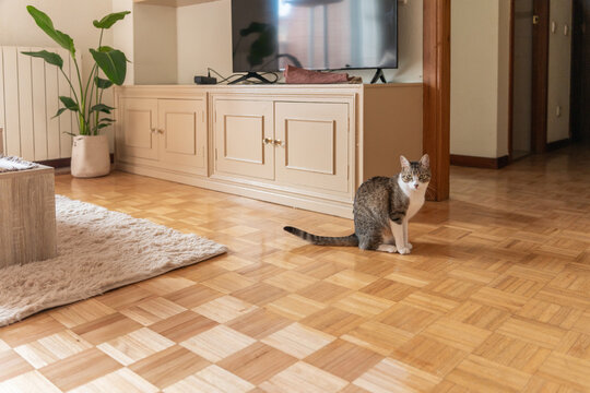 Lovely Cat At Home.