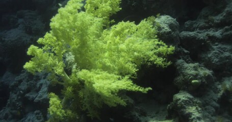 Broccoli Corals or Litophyton arboreum , soft coral in the Red Sea . Anthozoans in the order Alcyonacea in the family Nephtheidae