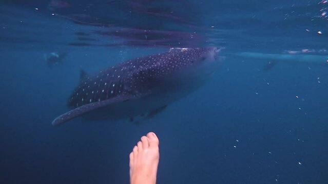 POV of caucasian man diving with a whale shark in Oslob Cebu in the Philippines