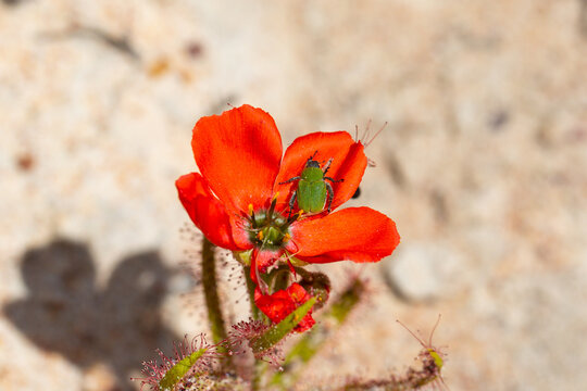 The beautiful red flowered form of the Sundew Drosera cistiflora in natural habitat, carnivorous plant, sticky plant, Western Cape of South Africa