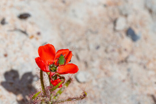 The beautiful red flowered form of the Sundew Drosera cistiflora in natural habitat, carnivorous plant, sticky plant, Western Cape of South Africa