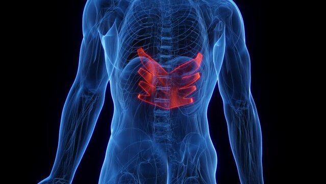 3D rendered medical animation of a man's serratus posterior inferior