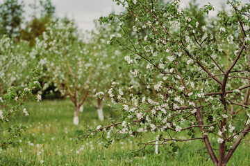 Fototapeta na wymiar Apple blossoms in spring. Nature comes to life. The bee collects pollen from the flowers of the tree. Blooming time in spring. Change of weather and seasons. Apple garden alley with flowers