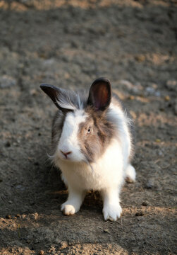 Closeup of cute rabbits free range in nature farm