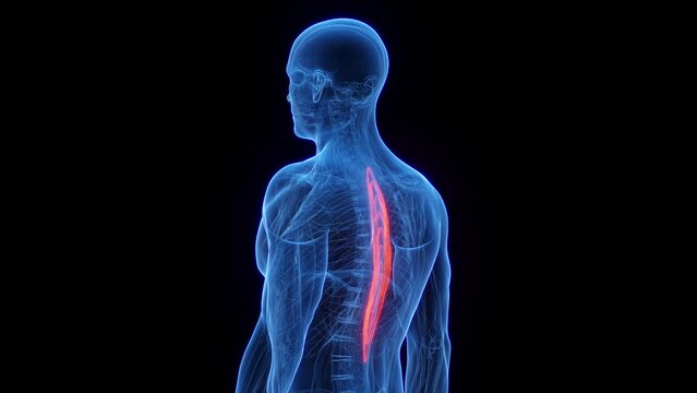 3D rendered medical animation of a man's spinalis thoracis