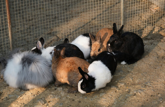 Closeup of cute rabbits free range in nature farm
