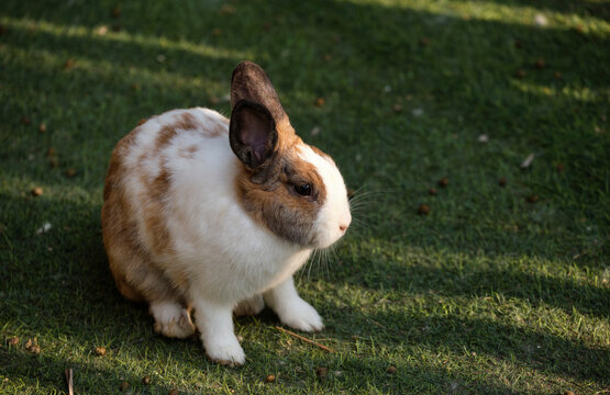 Closeup of cute rabbits free range in nature farm