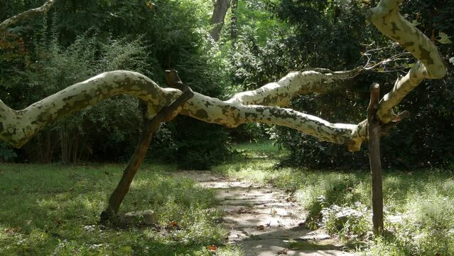 Propped up crooked big sycamore branch. Old Platanus orientalis with twisted branch and tree support in the park of Krichim royal residence, Bulgaria