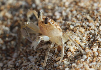 Seawater Crabs