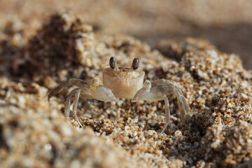 Seawater Crabs