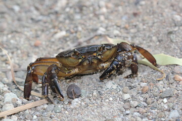 Seawater Crabs