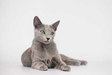 Katze, Freisteller, Russisch Blau