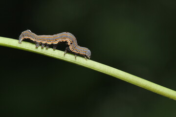 Caterpillar ion Leaf