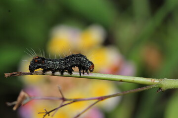 Caterpillar ion Leaf