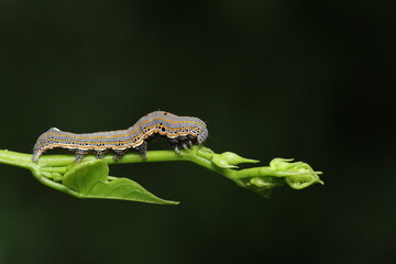 Caterpillar ion Leaf