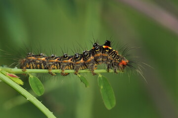 Caterpillar ion Leaf