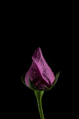 Pink rose bud with drops on a dark background