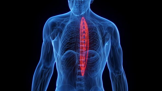 3D rendered medical animation of a man's spinalis thoracis