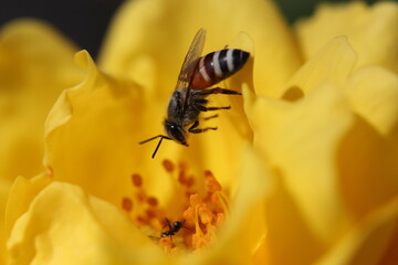 The Honey bee on flower