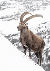 Alpine ibex male on snow (Capra ibex)