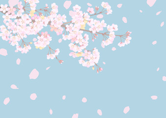 花曇りの空を見上げた、落ち着いた雰囲気の桜の背景イラスト