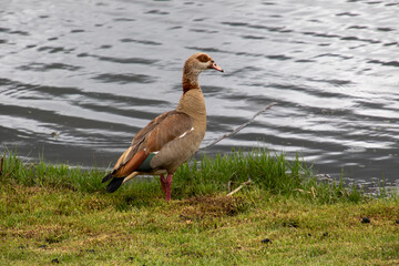 Egyptian goose isolated at the side of an inland pond