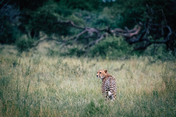 cheetah in the grass