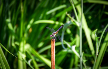 dragonfly on grass