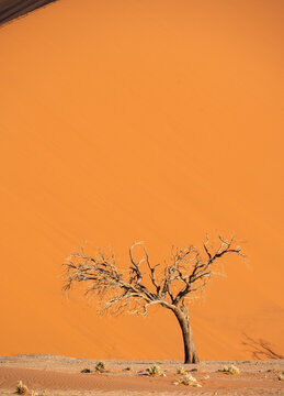 Big dune and tree in Namib desert, Namibia, Africa