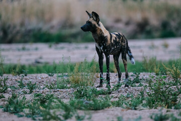 Wild Dog