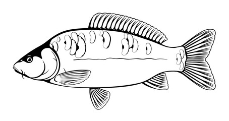 Realistic mirror carp fish in black and white isolated illustration, one freshwater fish on side view
