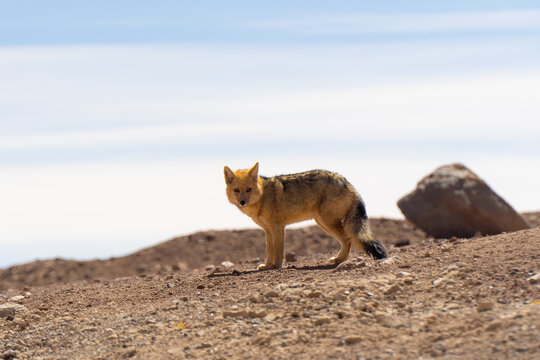 Culpeo shot in high mountains