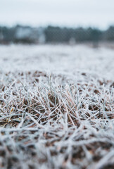 Frozen grass on the fields. Frosty winter morning macro. Cold weather background concept. Hoarfrost morning weather.