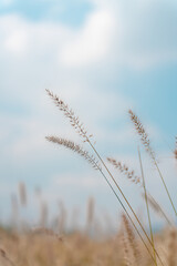 Fototapeta premium ears of wheat