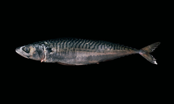 Fresh mackerel on dark background