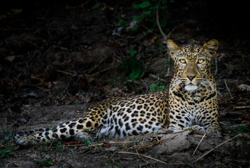 Fototapeta na wymiar Female Leopard