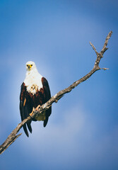 Fish Eagle