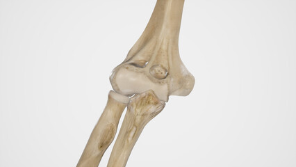 Bones of Elbow In Extension-Anterior View